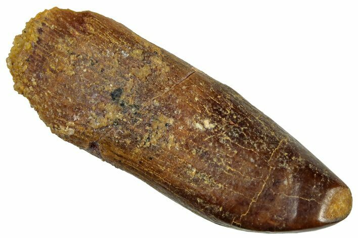 Fossil Sauropod Dinosaur (Titanosaur) Tooth - Morocco #297383